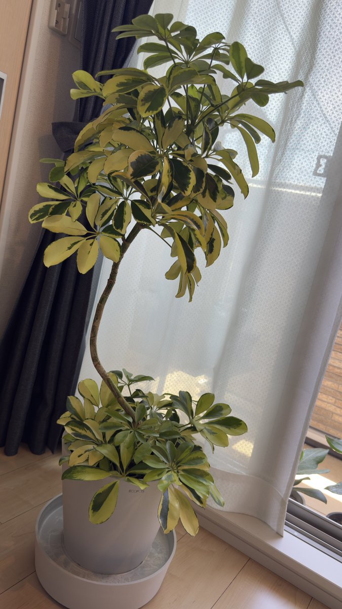 sok_03's tweet photo. キャスター付き受け皿とハッピーイエローも買ってもうた🤣
重いから移動楽にできるの嬉しい！

黄色あると映えるからテンションあがんね https://t.co/5DN33HSlgz