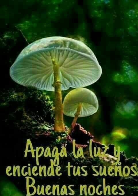 AlinaBezek's tweet photo. Gracias, buenas noches gente linda, dulces sueños, buen descanso, cuídense mucho, sean conscientes, responsables, solidarios y felices, amor y paz 🕊️😘🤗🐶🐱😴😇🙏🏼🍀 https://t.co/uypn0CSrn2