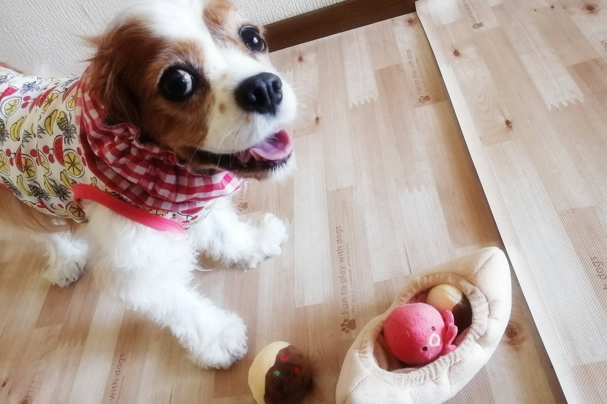 latte_time's tweet photo. 生後8年10ヶ月27日 🐙🐶
#dog #cavalier #キャバリア https://t.co/4tCMqn7YHj