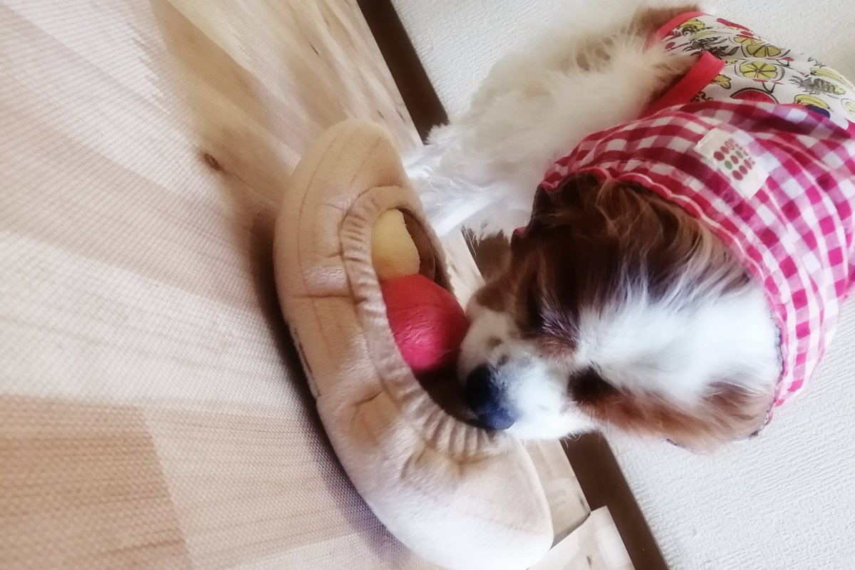 latte_time's tweet photo. 生後8年10ヶ月27日 🐙🐶
#dog #cavalier #キャバリア https://t.co/4tCMqn7YHj