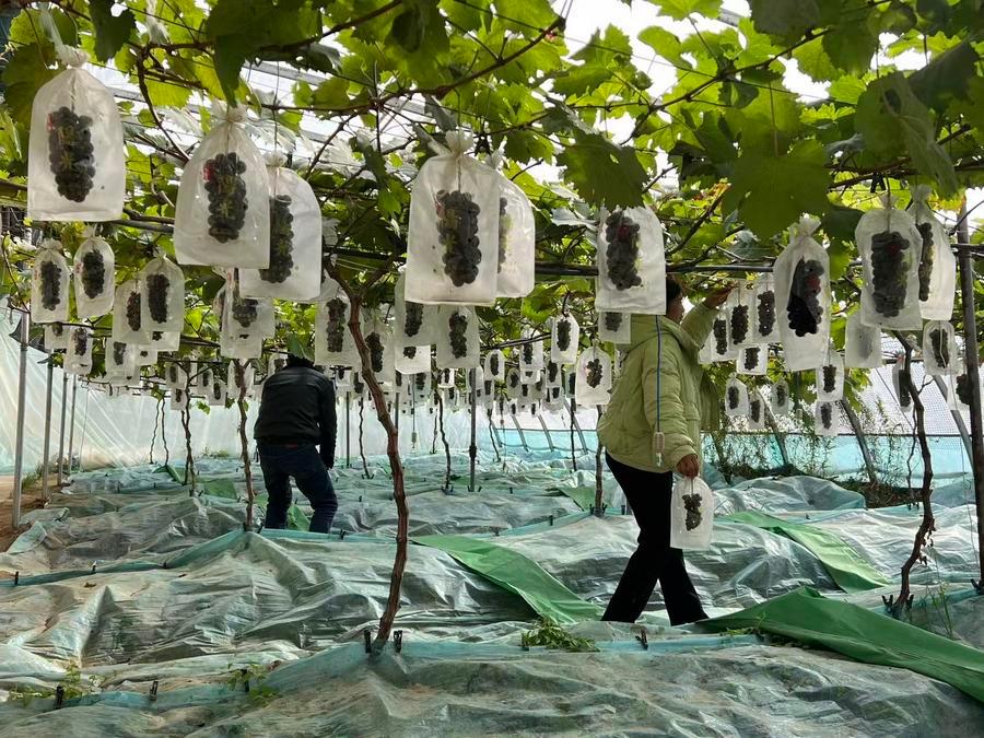 Xinjiang Updates tweet media