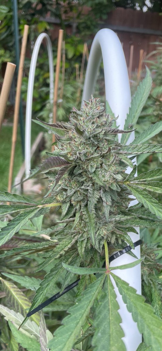 tigerautoflower's tweet photo. Biscotti Runtz x Jealousy Photoperiod https://t.co/9vDXVQAtJ6