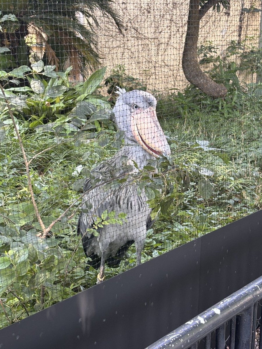 Flextime_10's tweet photo. 今朝のハシビロコウ
#上野動物園 https://t.co/Bv9FMUlTHe