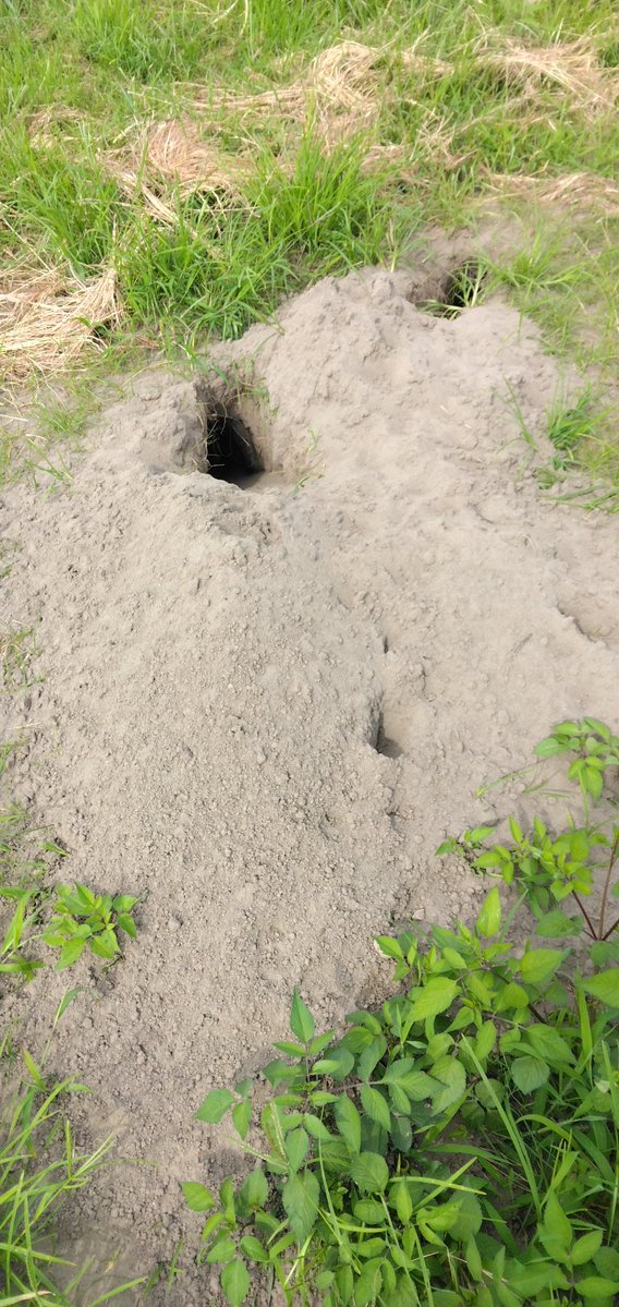 ja200a's tweet photo. 私が滑走路と呼んでいる所に穴熊の穴が12個　穴熊は巣に50個も出入口を作るとか　引越してくれないかな？ https://t.co/jwW26l6x6I
