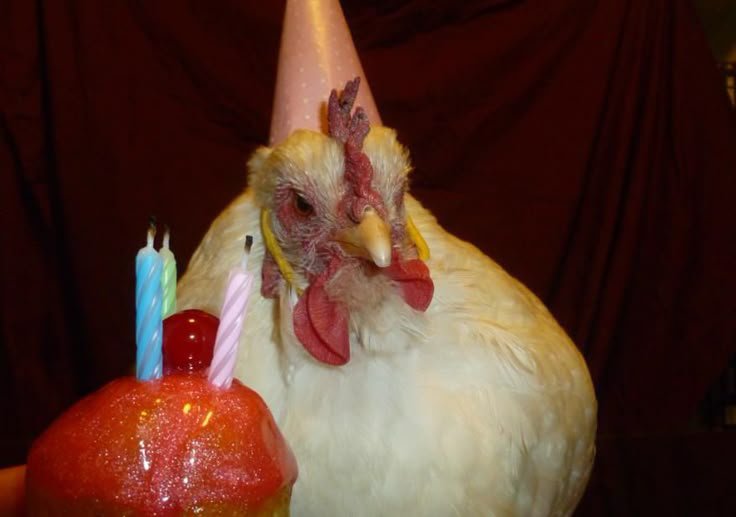 MrAlitasAngel's tweet photo. @Grubb_Eeaterr Happy birthday!! https://t.co/rUYlZeGoD7