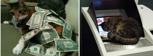 CashcatsX's tweet photo. The Tumblr blog Ca$hcats was created by New York City-based writer Will Zweigart and launched on January 11th, 2011 under the domain name https://t.co/Ykj0yq6fZa. 

See more here:
https://t.co/0eL7N2tQa7 https://t.co/oiquALaIga