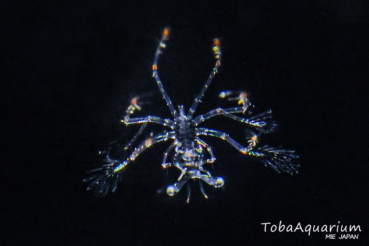 TOBA_AQUARIUM's tweet photo. ＼フィロソーマ、はじめました🦐／

Kゾーン「へんな生きもの研究所」にて、イセエビの赤ちゃんである『フィロソーマ幼生』の展示を開始しました❗️
ご来館の際は、ぜひご覧ください☺️
※生きものの状態により、展示を終了する場合がございます。

#鳥羽水族館 #イセエビ #フィロソーマ幼生 https://t.co/e68kMrr43x