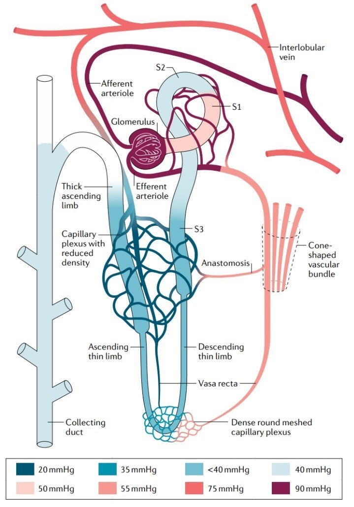 Abdelhamed6261's tweet photo. kidney microcirculation https://t.co/ldDvcpr6LS