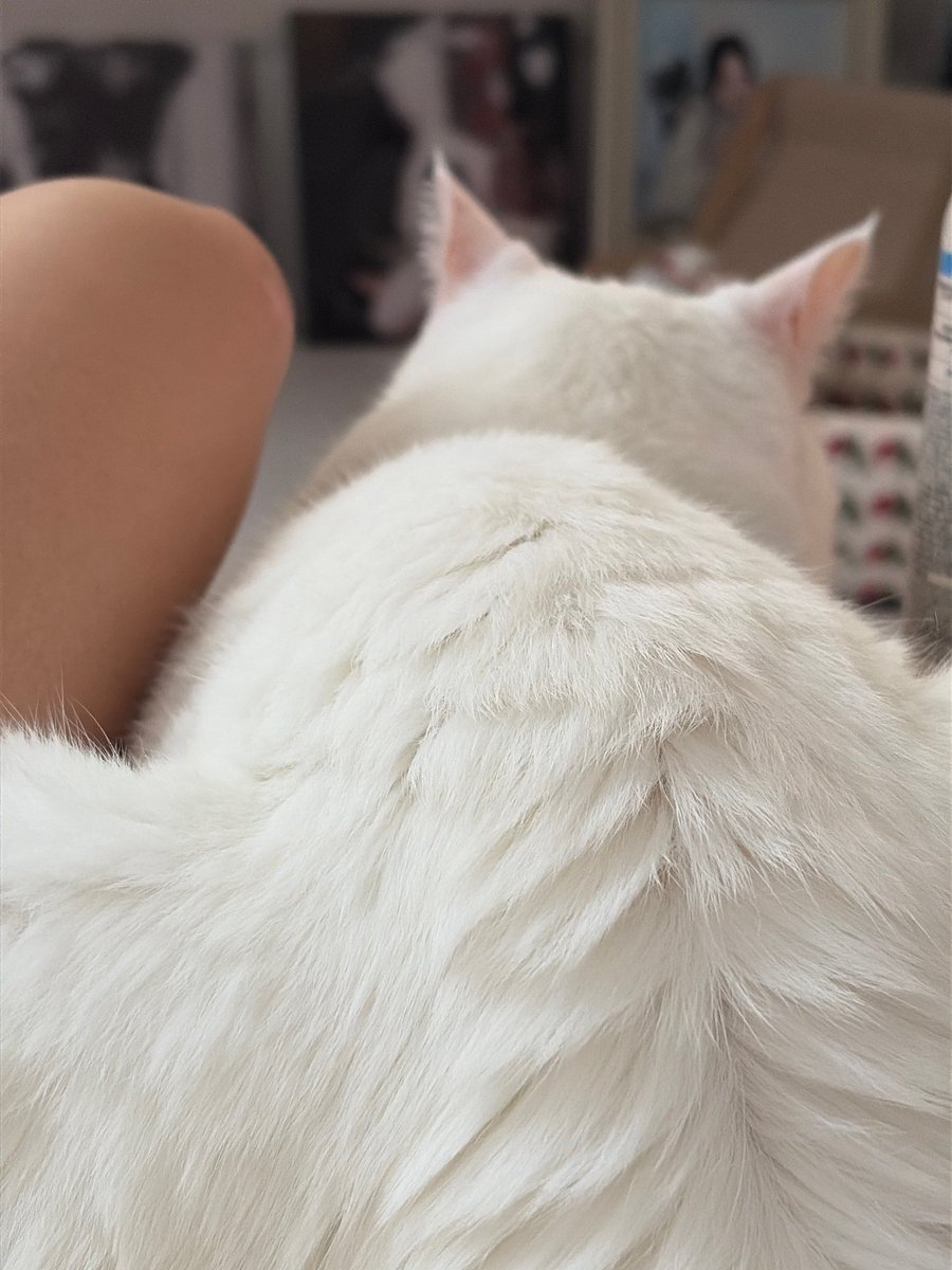 chenecstasy's tweet photo. [chae ttub 🐰🫧]

“Hello!

Both of them are next to me now

So cute, right?

Eh, one person who said the first pic is truck, come out!
ㅋㅋㅋㅋㅋㅋㅋㅋㅋㅋㅋㅋㅋㅋㅋㅋㅋㅋㅋ

People who raise pets would know the feel.. happiness from this little warmth.. 🥺💗

Last night I saw on instagram, you know AI videos that make dogs be able to talk, right??

A dog came out and kept chattering away that it is happy in the heaven now, I cried after watching the video and fell asleep ㅠㅠㅠㅠㅠ”