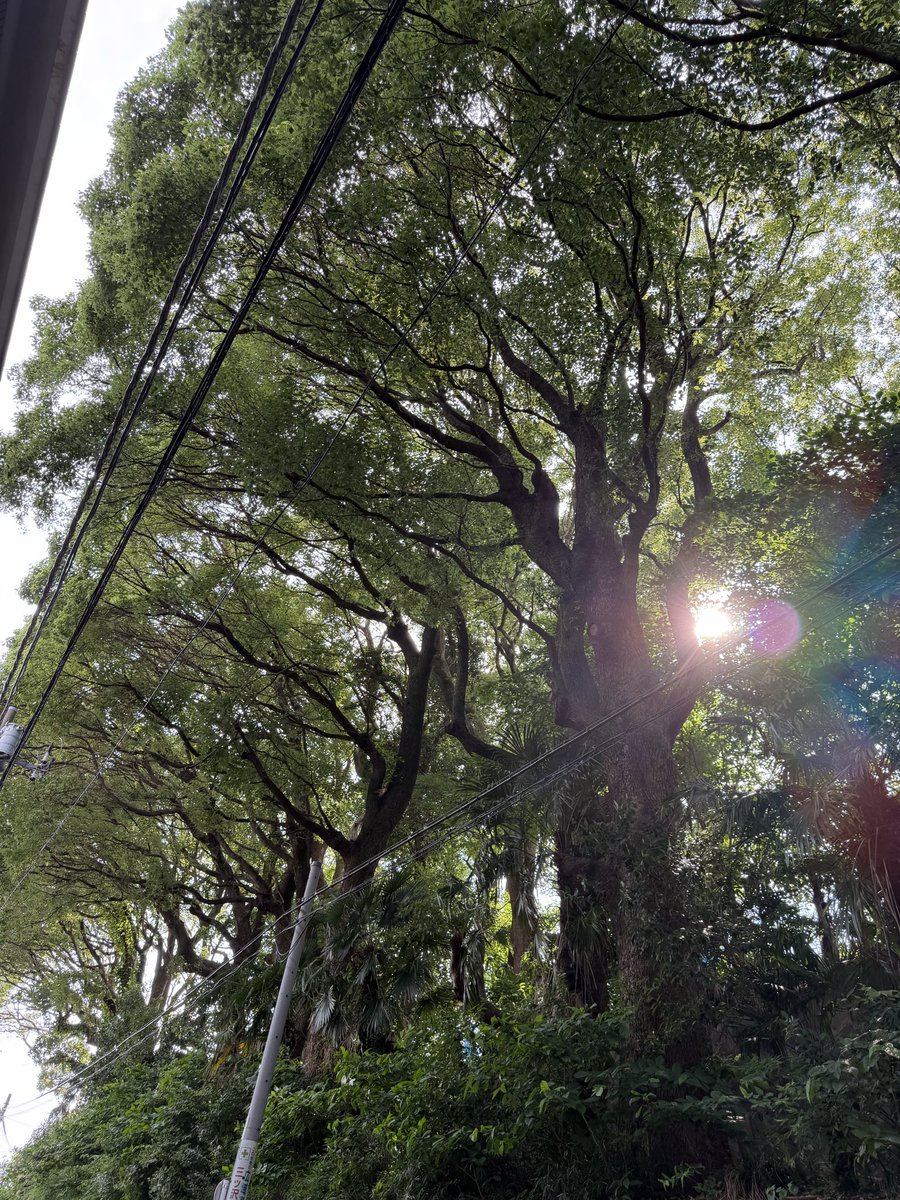 NaoAngelix's tweet photo. 木の下を歩くと涼しい！都会にもっと緑が増える事を願う。 https://t.co/7OEKWHaXt8