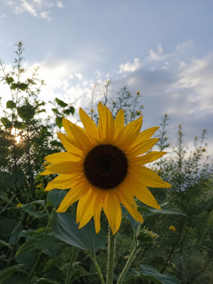Solara786's tweet photo. Blossom 🌻 https://t.co/YcbQ1koQW2