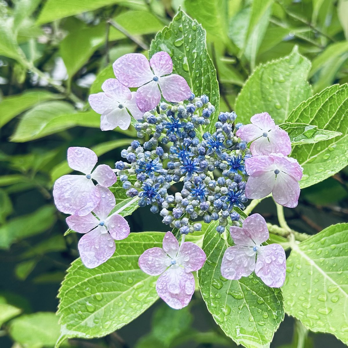 Kochiuq's tweet photo. きゃ~~~（≧∇≦）　🩷
雨にあたってる紫陽花☔️
とっても可愛いくて傘をさしながらパチリ☔️
雨の日の紫陽花は特に美しい💫 https://t.co/rd61WkVyRl