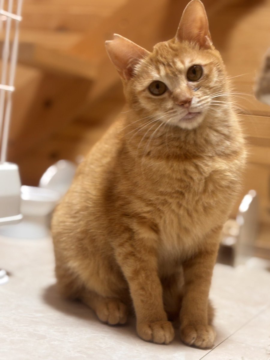猫ちゃんを迎えたい方専門🐾猫の森🐱 (@nekonomorihotel) / Posts / X