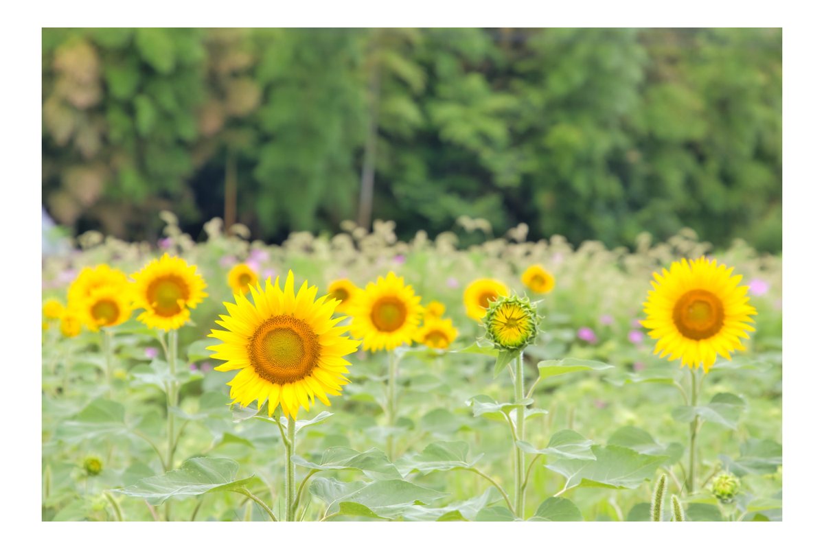 everyphoto2's tweet photo. 「SONY α7RVI Photo Contest」
https://t.co/2GXpQMK0QK

SONY αシリーズカメラで撮影した写真を大募集！
各部門4作品に、マップカメラでのお買い物に使えるポイント10万円分をプレゼント！

期間中にご投稿いただいた作例をご紹介！
https://t.co/tfdHQNGP19 様ご投稿
向日葵
https://t.co/4D80GKgwB1 https://t.co/zhSWFi0nzD