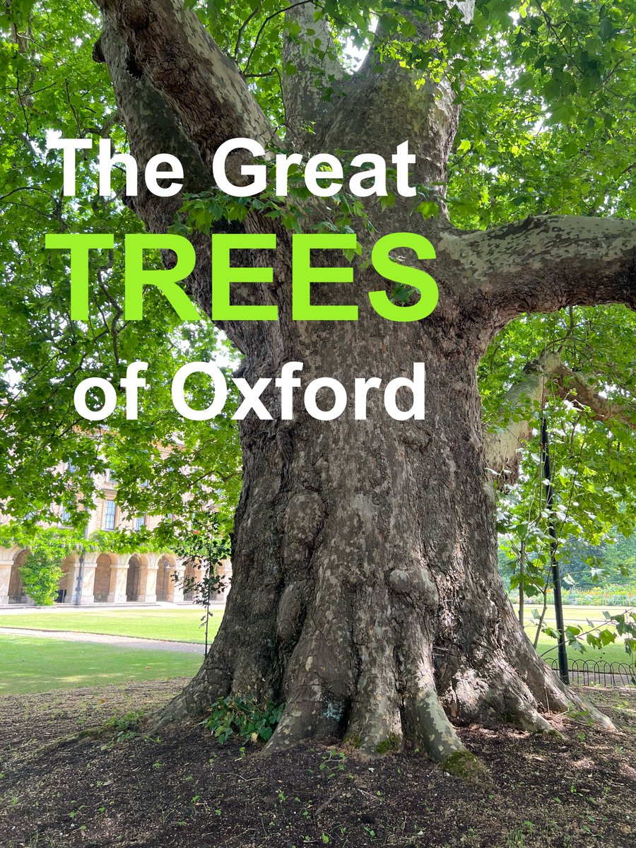 TiCLme's tweet photo. It’s one of the trees you chose for my #GreatTreesof Oxford, naturally 🏆🌳

Find them all here:

https://t.co/F6FSAsL4Qf https://t.co/uvUetxN480