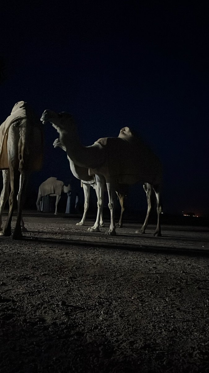 ry05c's tweet photo. #الابل  🐪 https://t.co/YZ3B4tbcJE