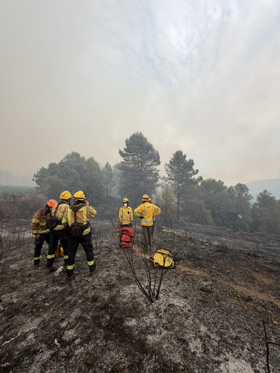 ADF Querol - 26 tweet media