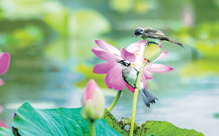 Meihao_Chuzhou's tweet photo. 📸Chuzhou Snapshot Vol.01
Every lotus season brings new visitors.
Some arrive with wings.🪽
#CharmingChuzhou #醉美滁州 #DiscoverChuzhou #nature https://t.co/a3t04OIRyB