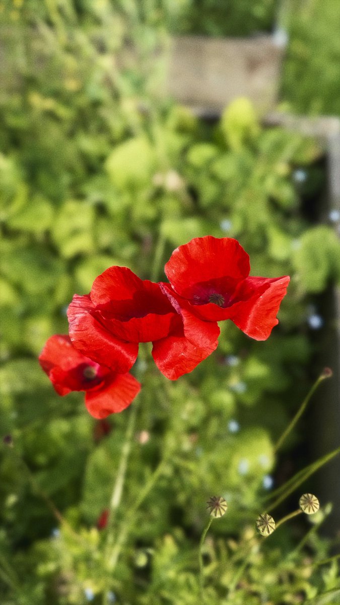 JustAskJillian's tweet photo. If you take a flower in your hand and really look at it, it's your world for a moment.

       ~Georgia O'Keefe https://t.co/IM3fwfIZtU