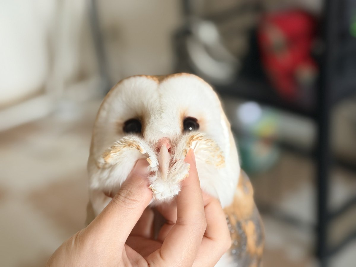 メキとレオパとフクロウ tweet media