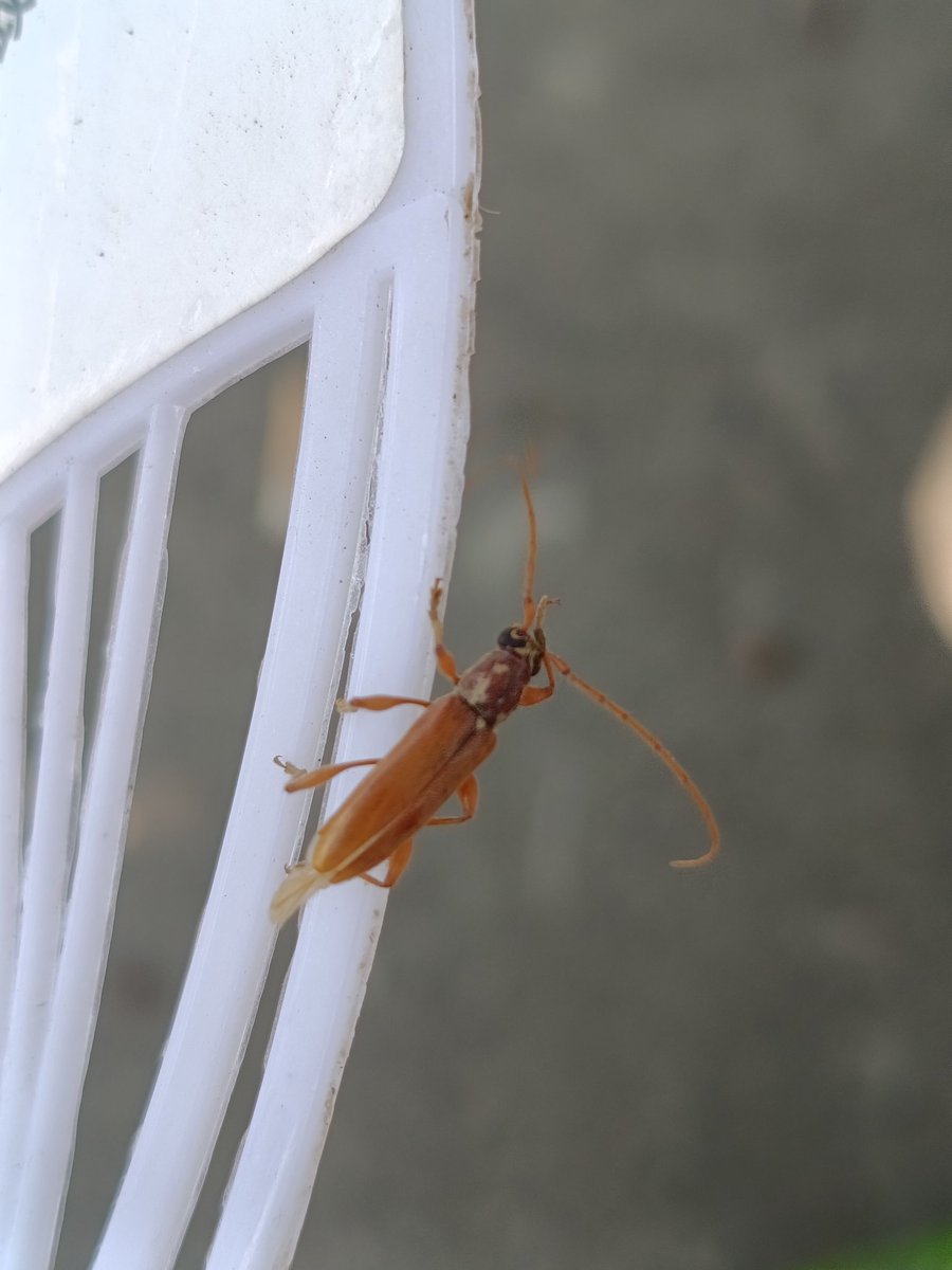 lgd258's tweet photo. 啥玩意儿，难道是萤火虫🦗 https://t.co/7TVM4frUBu