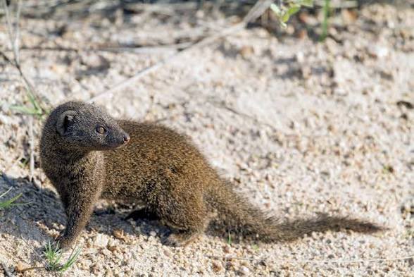 Ifesam235's tweet photo. @iam_fantom Mongooses https://t.co/W3XdAwQ5OD