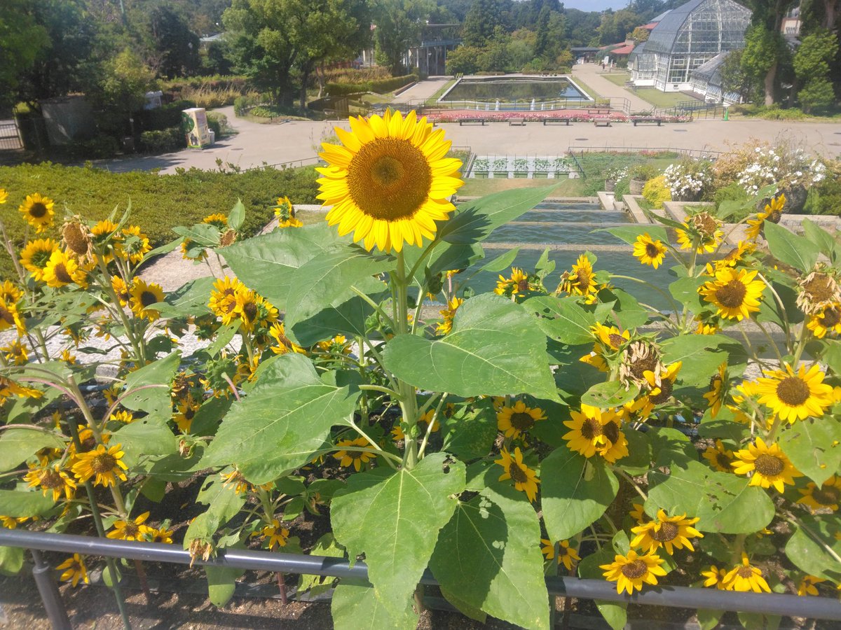 ひまわりの日🌻