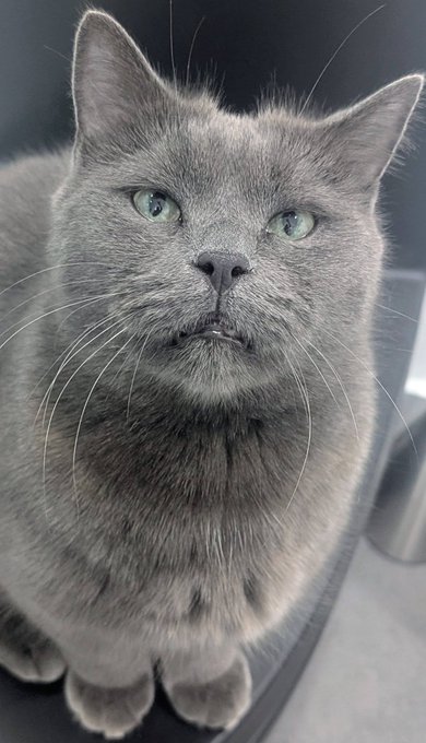 GuelphLostPets tweet picture