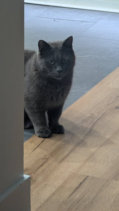GuelphLostPets tweet picture