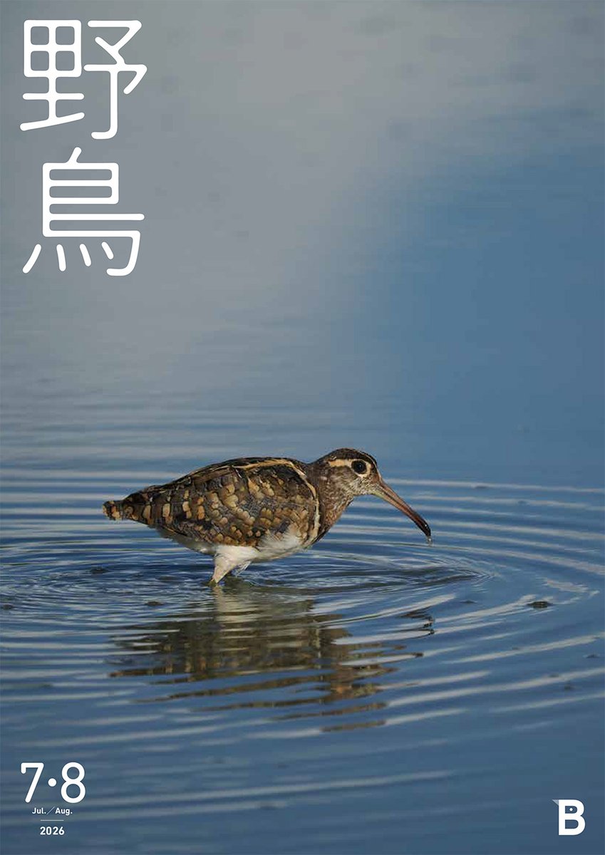 wbsj_tsubame's tweet photo. お試し入会として『野鳥』誌を1冊無料でお届け「野鳥誌プレゼントキャンペーン」
https://t.co/Kivq5uMLCa

『野鳥』2026年7・8月号
*表紙写真／タマシギ（菅原貴徳）
●特集「サンクチュアリ50年の軌跡」
●バードグラフ「夏が、来た！」自然写真家・寺沢孝毅
●「世界あの鳥この鳥」田仲謙介
●「探書の楽しみ」蒲谷剛彦
●「エッセイ」イラストレーター・ユカワアツコ
●会員の皆さんからの投稿「メンバーズフォーラム」
●2025年度事業報告など

2026年7・8月号のもくじはこちら
https://t.co/5eKv08fTvw