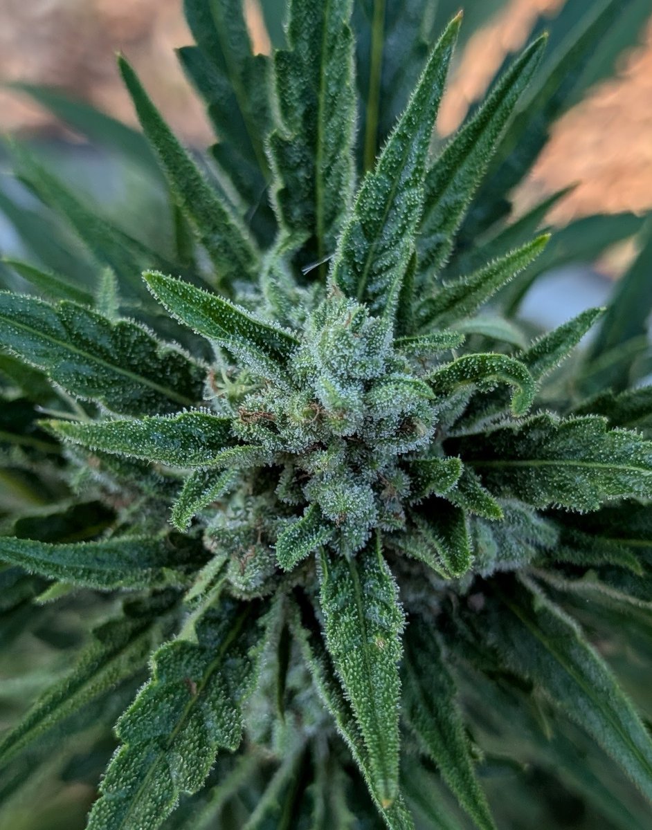 only1wayneking's tweet photo. For being called "Super Dog"..... it'd be better renamed "Footlong" ๐คซ๐๐๐ฑ๐ฅ
Sometimes freebies should just be tossed in the garbage ๐๏ธ
Hard to compare with photoperiods โ๏ธ๐
#GrowYourOwn #BioBuds https://t.co/k1Zv73mKe2