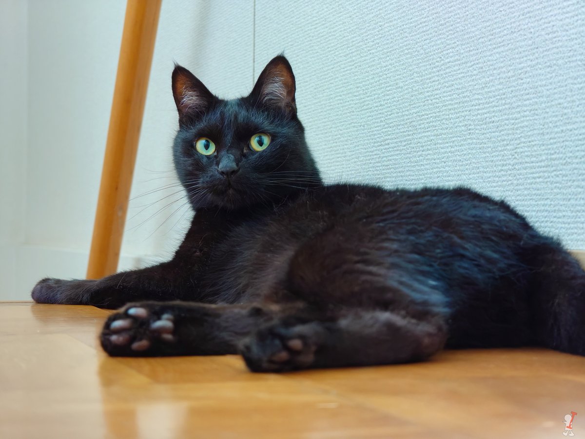 KomaTAS's tweet photo. ﾈｺﾁｬﾝﾇ https://t.co/Eo2tJxJRKk