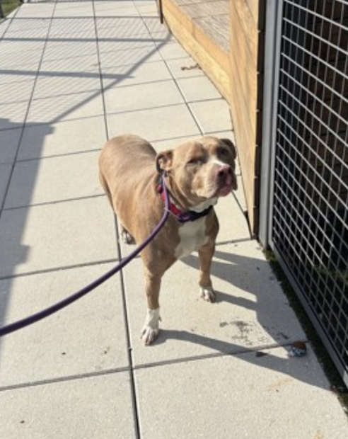 BeeDoDoobieDo's tweet photo. 🌿Timba🌿
new intake▶️in shelter killing 4 over capacity reasons https://t.co/GKU76j5RQb

Timba had a life he loved w/a family.
💔At 4yrs young they dumped him
💔Timba is grieving, he had a living room & play time-now in a TINY CELL, not allowing contact.
🆘He is a target immediately - they will erase him
💔Pledge-Foster- Adopt-Get him out of this place!