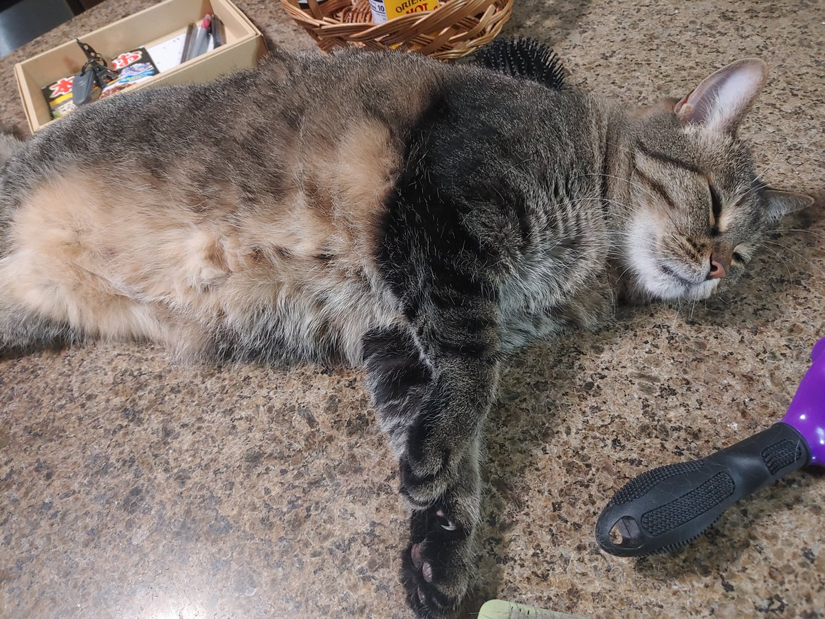 GooBroccoli's tweet photo. @amicyberspace Friend's cats. https://t.co/XXCbm7wfa6