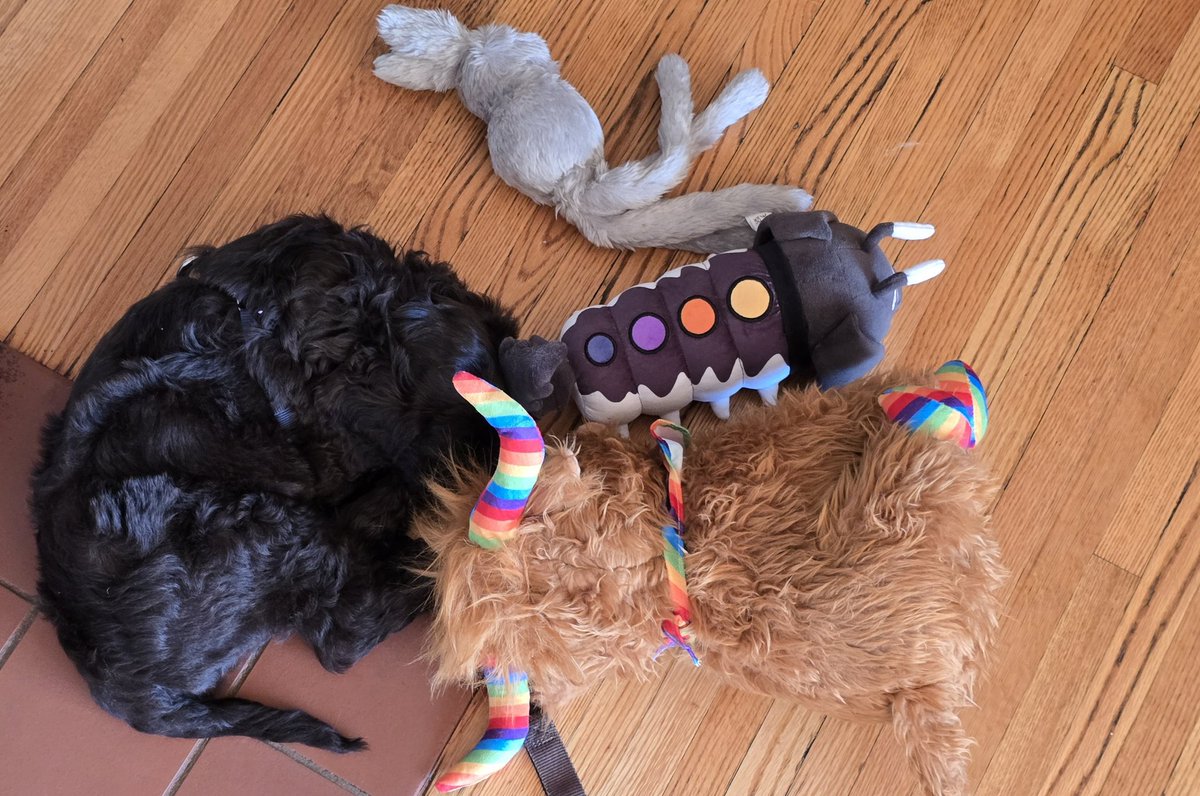 FeileacanCu's tweet photo. Duke's first car ride since he came home. He hated it so he comforted himself by dragging all his toys around him and chewing them until he fell asleep. Great day~ https://t.co/Q70X9I6Jm9