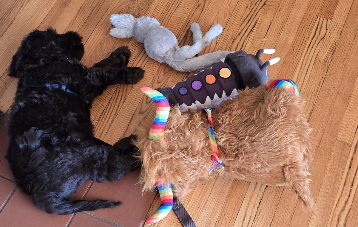 FeileacanCu's tweet photo. Duke's first car ride since he came home. He hated it so he comforted himself by dragging all his toys around him and chewing them until he fell asleep. Great day~ https://t.co/Q70X9I6Jm9