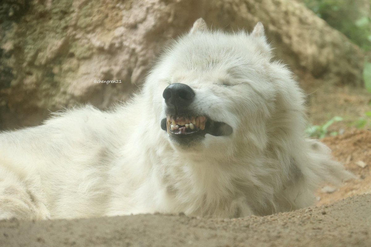 味わい深いあくびの余韻 #とくしま動物園 #シンリンオオカミ