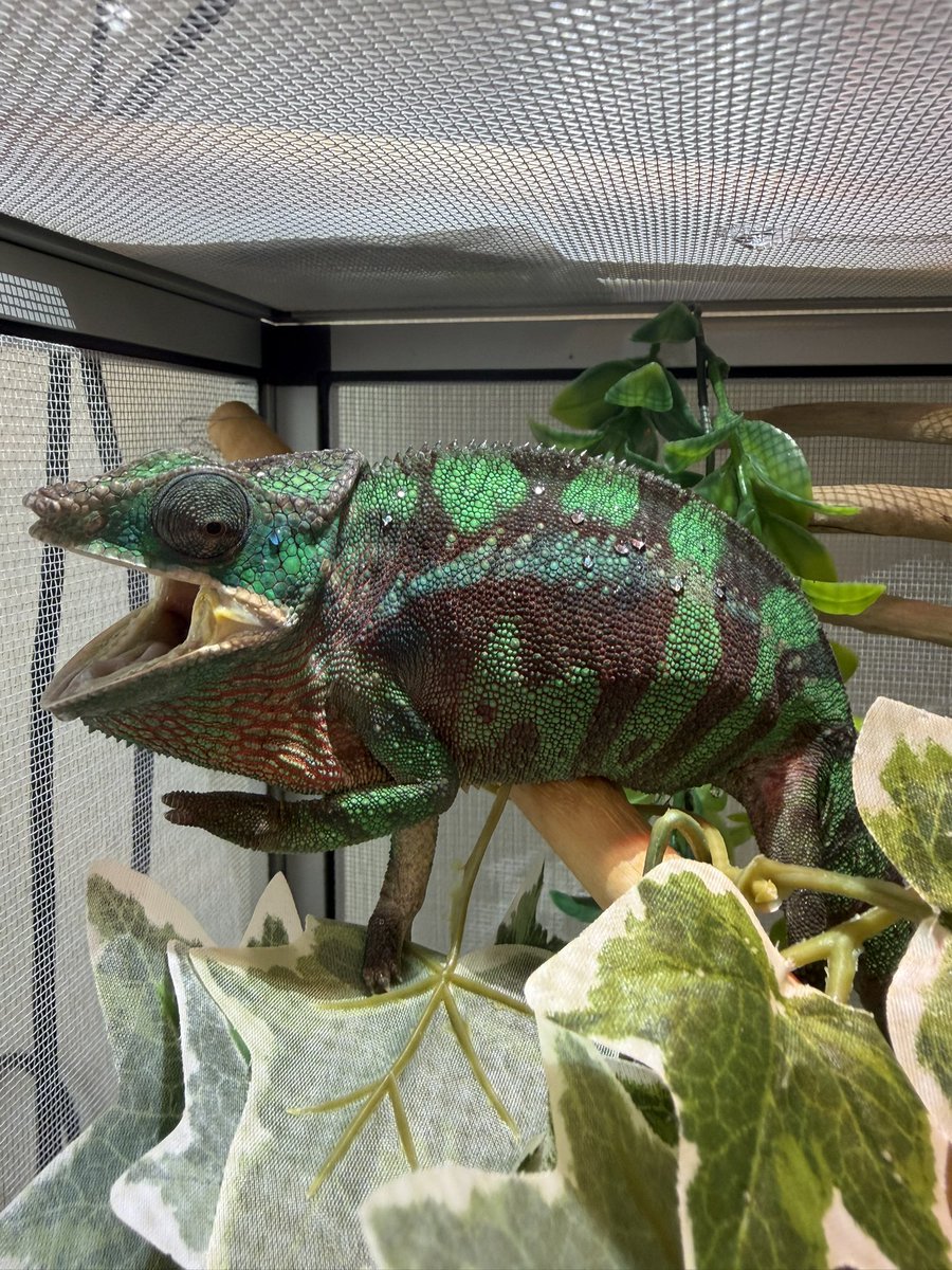 rinmei_g's tweet photo. サンバーバ君とニシアフ達
#カメレオン
#ニシアフリカトカゲモドキ
#爬虫類
#reptiles https://t.co/b0Q8arUDVA