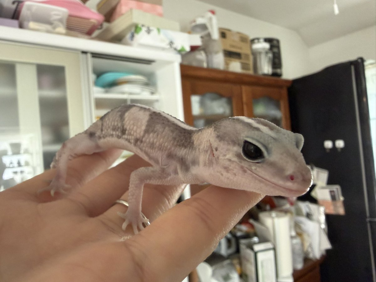 rinmei_g's tweet photo. サンバーバ君とニシアフ達
#カメレオン
#ニシアフリカトカゲモドキ
#爬虫類
#reptiles https://t.co/b0Q8arUDVA