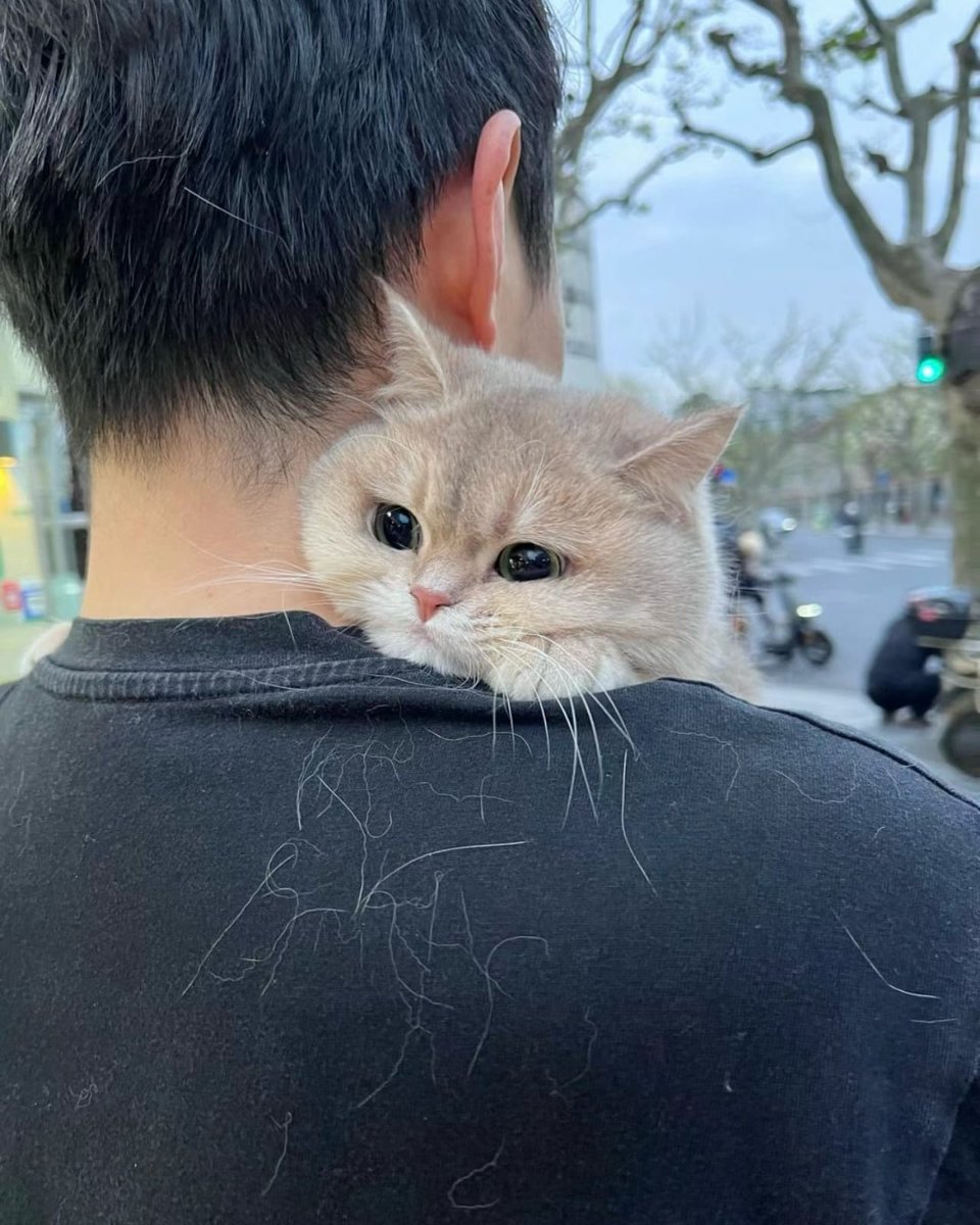 The Pets 𝕏 tweet media