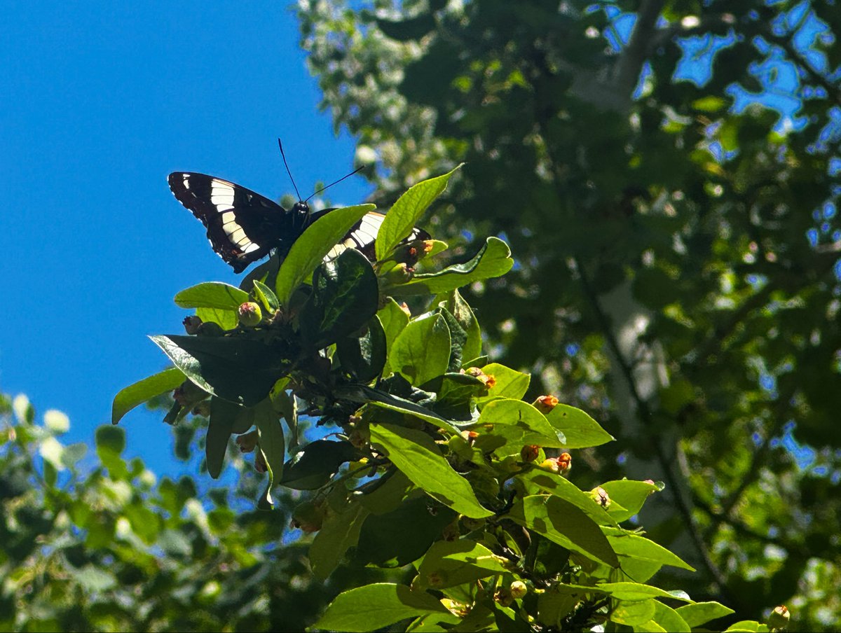 ricky703ca's tweet photo. On my afternoon walk, I noticed a fluttering shadow on the pathway. This beautiful White Admiral butterfly flew past me before landing on the tree to enjoy the sunshine.

#IndiAves #BBCWildlifePOTD #TitliTuesday https://t.co/rtOVhOitDS