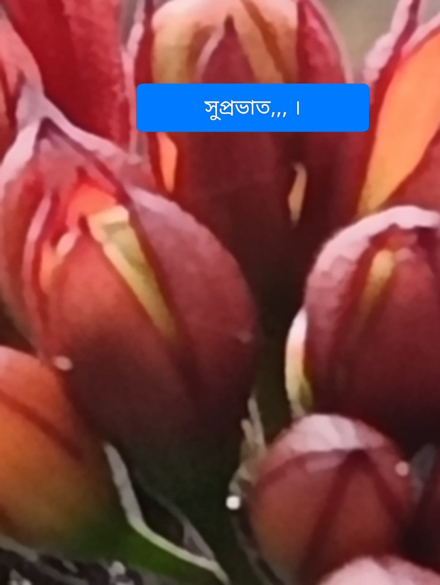 SucharitaNeel's tweet photo. Good morning https://t.co/sn6l7mEoMW