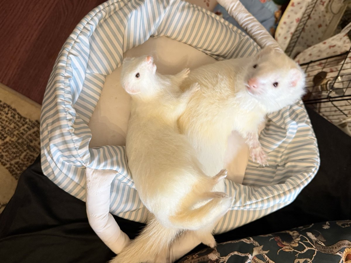 ferret_draco's tweet photo. ココシェリさんでオーダーした、ドラコ🐻‍❄️の分身がやってきました❣️
色味が全く同じで感動🥺細部まで細かく再現されていて、目の色も同じ！！
新しい家族だね🐻‍❄️ https://t.co/ze5aGSZMpg