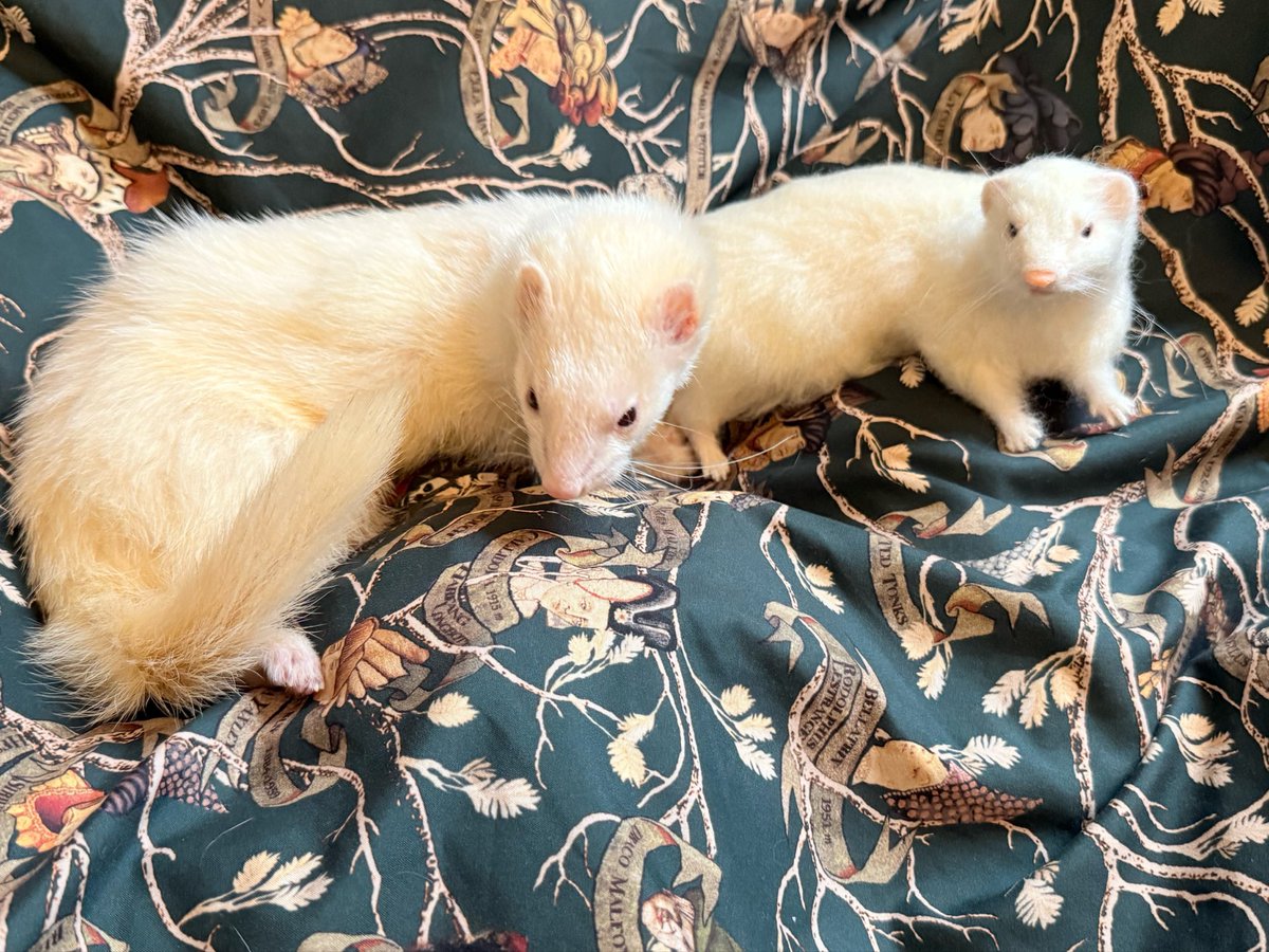 ferret_draco's tweet photo. ココシェリさんでオーダーした、ドラコ🐻‍❄️の分身がやってきました❣️
色味が全く同じで感動🥺細部まで細かく再現されていて、目の色も同じ！！
新しい家族だね🐻‍❄️ https://t.co/ze5aGSZMpg