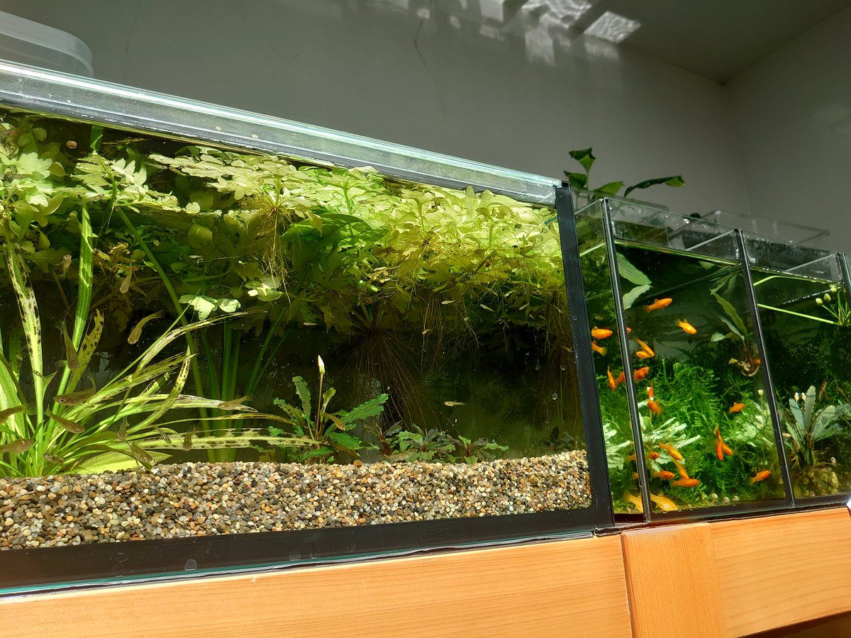 Silent aquarium (@silent_aquarium) / Posts / X