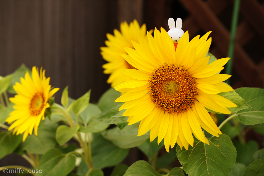 miffyhouse_info's tweet photo. 7月14日は、ひまわりの日

実はお花の向日葵ではなく、静止気象衛星ひまわり1号にちなむ日、なのだそうです。

北九州のヒマワリ、夏の間に強く育つといいな… https://t.co/0RD6BxoALF