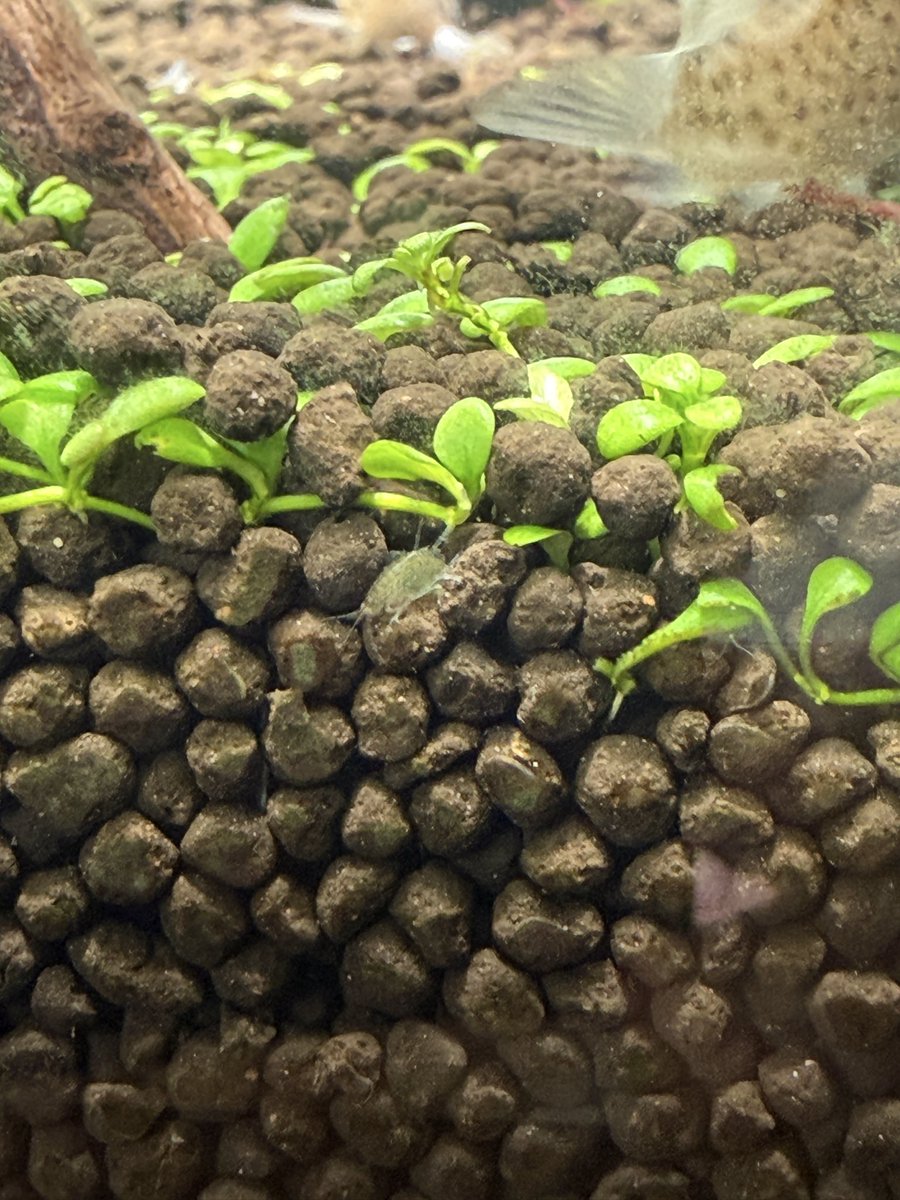himsatou's tweet photo. すみません…有識者の方…
こいつは何者ですか…？
微生物にしてはデカいし…ヨコエビ？
ソイルの隙間に結構いてゾワゾワする… https://t.co/ujvjmhBFaP