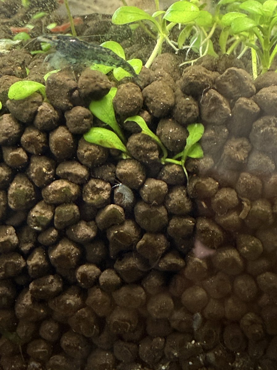 himsatou's tweet photo. すみません…有識者の方…
こいつは何者ですか…？
微生物にしてはデカいし…ヨコエビ？
ソイルの隙間に結構いてゾワゾワする… https://t.co/ujvjmhBFaP