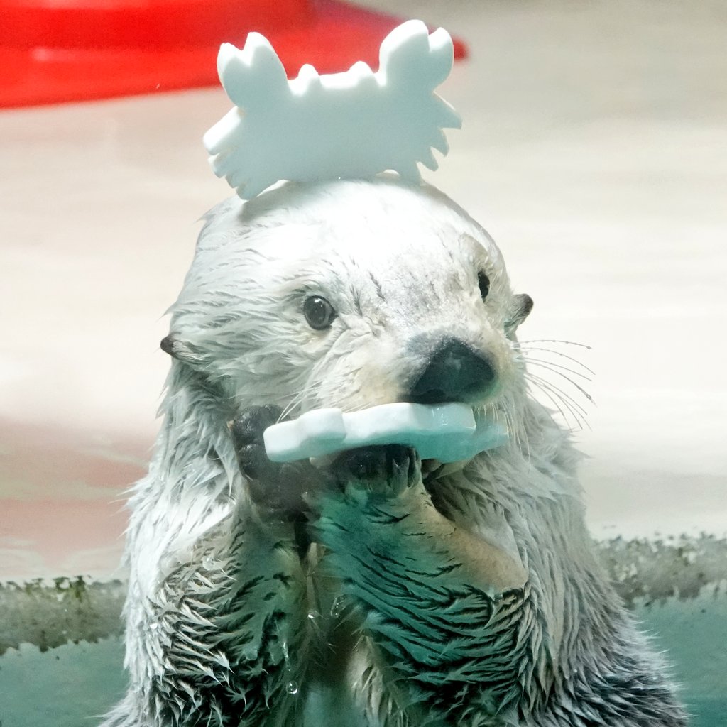 cyu_ta_851209x's tweet photo. オシャレさん https://t.co/4N4GU405GW