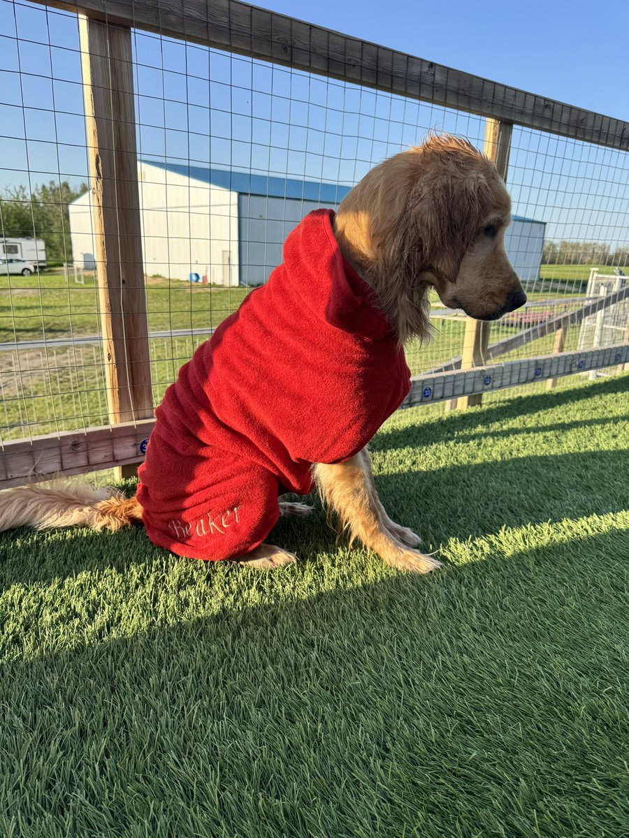 bunsenbernerbmd's tweet photo. It was a Beaker night as she went dock diving by herself.
Bernoulli isn’t quite healed, and it was wonderful to watch her shine ❤️
(Her robe is from the hunky Benny which she got as a gift with her name on it!)
@cgbosslady1 https://t.co/iFf5cGWFXq